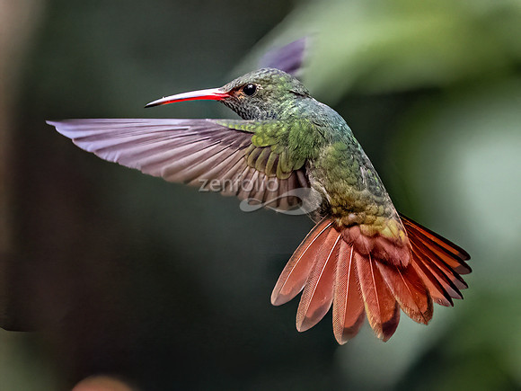 Rufous Tailed Hummingbird