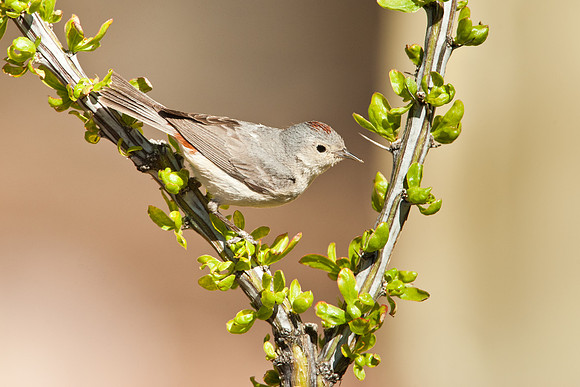 Lucy's Warbler