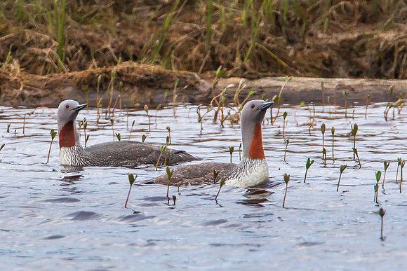 Red Throated Loons