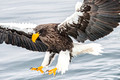 Japan Wildlife