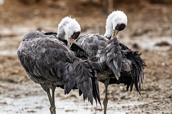 Hooded Cranes