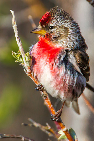 Redpoll