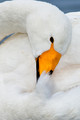 Japan Wildlife