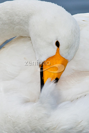 Whooper Swan