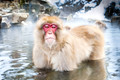 Japan Wildlife