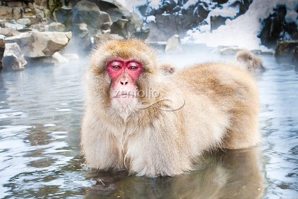 Japanese Macaque