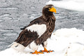 Japan Wildlife