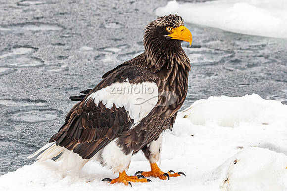 Steller's Sea Eagle