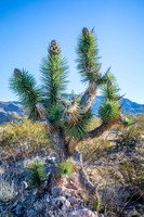 Joshua Tree