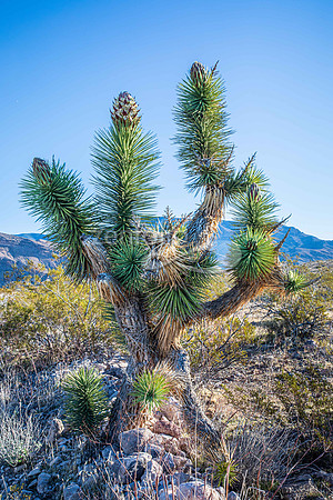 Joshua Tree