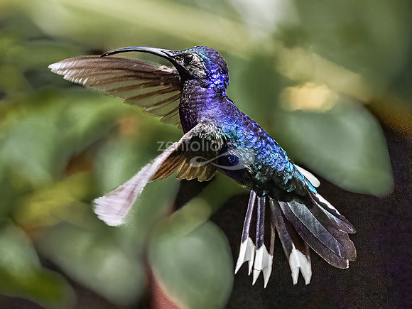 Violet Sabrewing