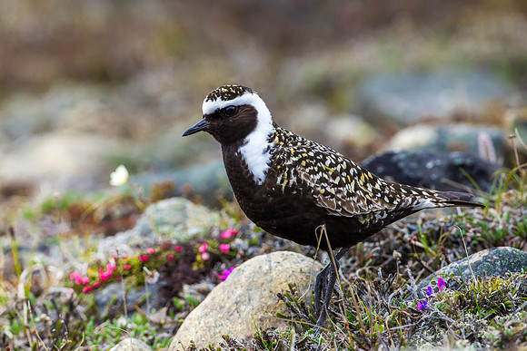 American Golden Plover