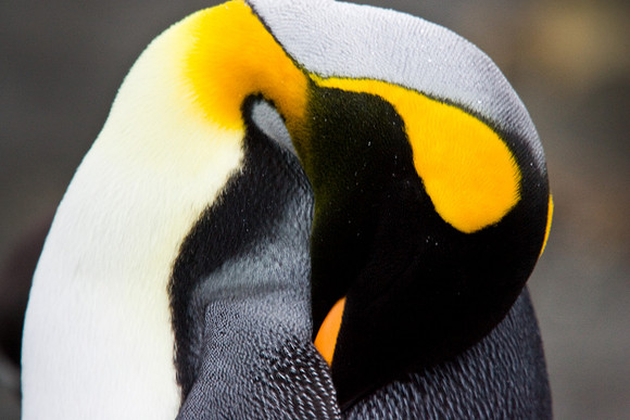 King Penguin
