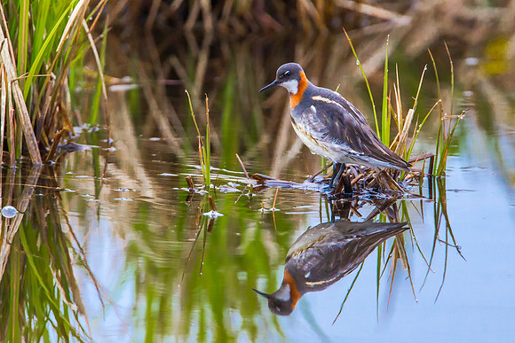 Red Necked Phalarope