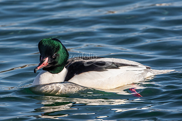 Goosander