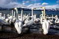 Japan Wildlife