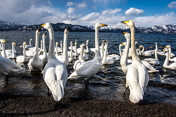 Whooper Swans