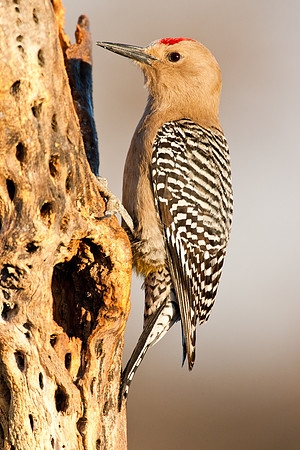 Gila Woodpecker