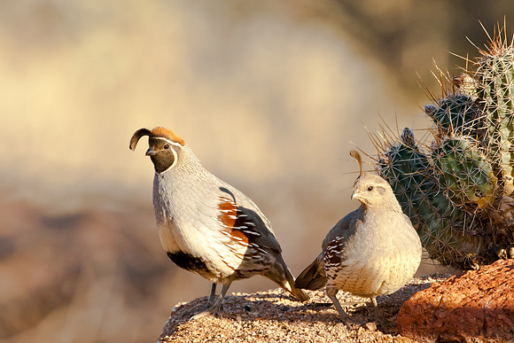 Pair of Gambel's Quail
