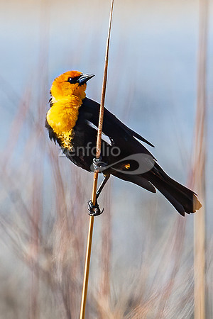 Yellow Headed Blackbird