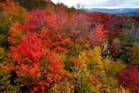 Autumn Splendor