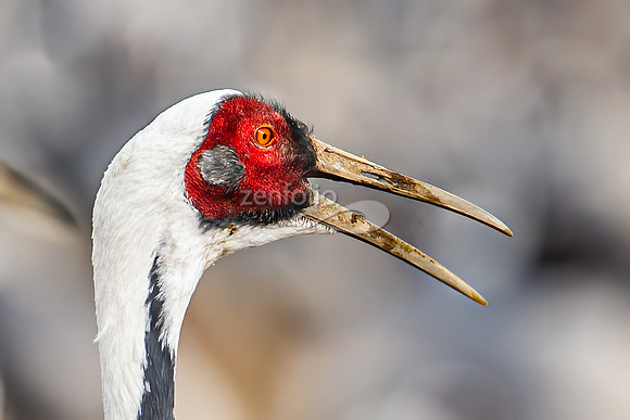 White Naped Crane