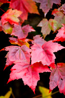 Red Maple Leaves