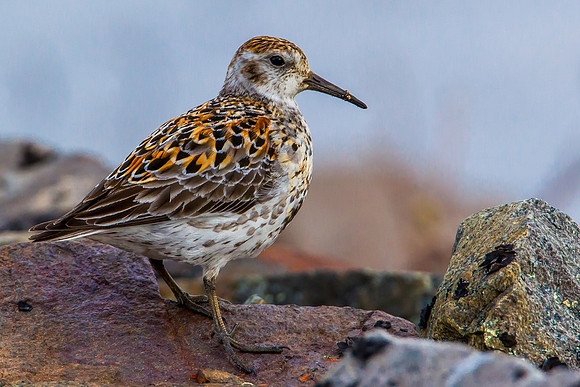 Rock Sandpiper