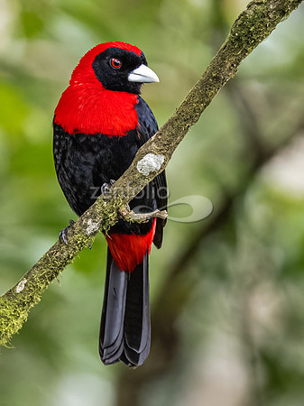Crimson Collared Tanager