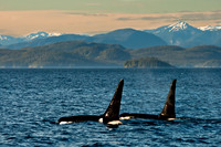 Dorsal Fins
