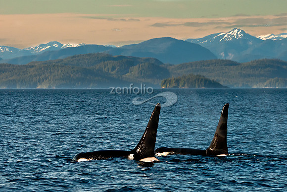 Dorsal Fins