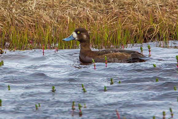 Lesser Scaup - Female