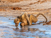 Baboon - Chacma