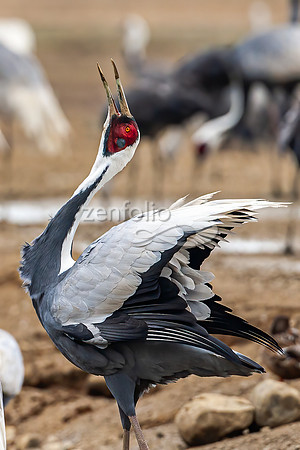 White Naped Crane