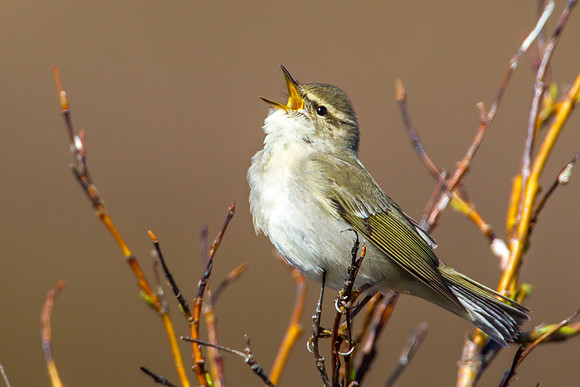 Arctic Warbler
