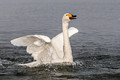 Japan Wildlife