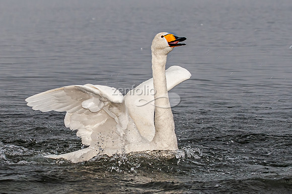 Whooper Swan