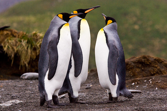 King Penguins