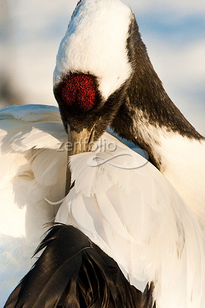 Red-Crowned Crane