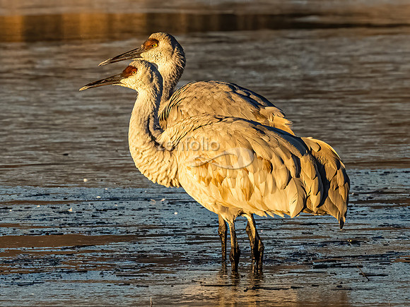 Sandhill Cranes