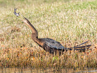 Darter - African