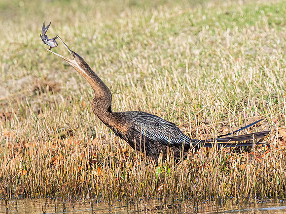 Darter - African