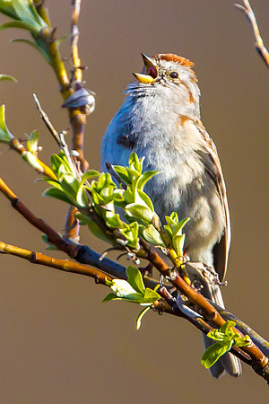 American Tree Sparrow