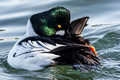 Japan Wildlife