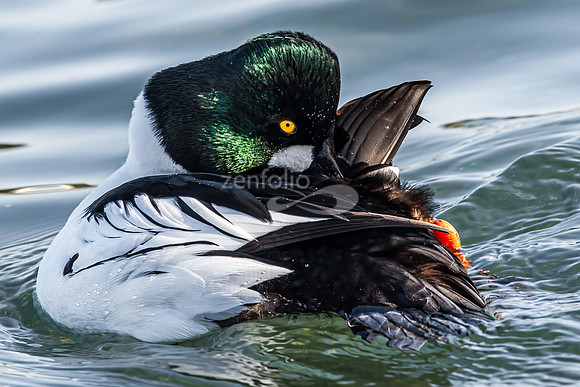 Common Goldeneye