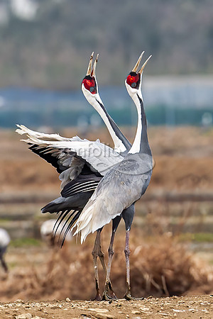White Naped Cranes