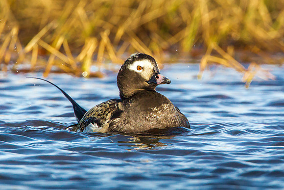 Male Long Tailed Duck