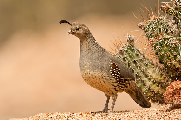 Female Gambel's Quail