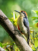 Black Cheeked Woodpecker