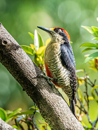 Black Cheeked Woodpecker